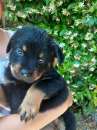 Foto Cuccioli rottweiler