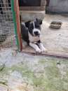 Foto Cucciolo Amstaff con pedigree