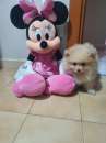 Foto Cucciolo color fulvo Spitz Pomerania nano femmina