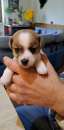 Foto Cucciolo di Jack Russell con pedigree