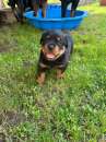 Foto Cucciolo di rottweiler