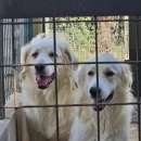 Foto DANTE E ULISSE MIX PMA E GOLDEN CERCANO CASA, CANI IN ADOZIONE