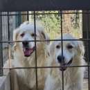 Foto DANTE E ULISSE MIX PMA E GOLDEN CERCANO CASA, CANI IN ADOZIONE