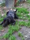 Foto Dark cucciolone simil labrador vive in strada