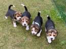 Foto Dolcissimi cuccioli di Beagle