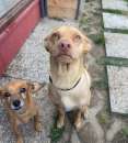 Foto Due cagnolini di taglia piccola in cerca di casa