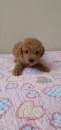 Foto Fantastico cucciolo RED di barboncino toy vaccinato con microchip