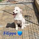 Foto FILIPPO, dolcissimo simil labrador, aspetta adozione! Urgente!