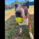 Foto GARIBALDI BULL TERRIER IN ADOZIONE