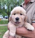 Foto Golden retriever