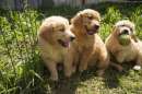 Foto GOLDEN RETRIEVER CUCCIOLI