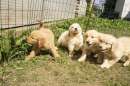 Foto GOLDEN RETRIEVER CUCCIOLI