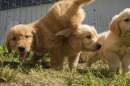 Foto GOLDEN RETRIEVER CUCCIOLI