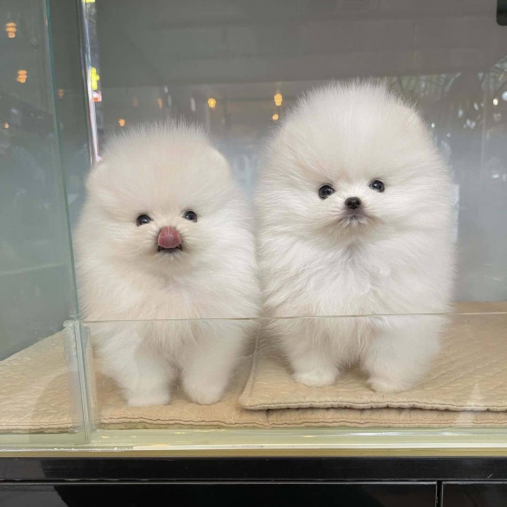 Foto In vendita cuccioli di Pomerania.