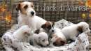 Foto Jack Russell Terrier cuccioli