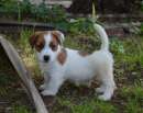 Foto Jack Russell Terrier - Cuccioli Altamente Selezionati