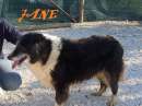 Foto JANE, adozione del cuore per border collie