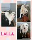 Foto Laila dolcissima labradorina in galera a vita