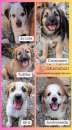 Foto Le stelline! 5 meravigliosi cuccioli in cerca di famiglia
