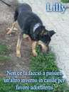 Foto LILLY, adozione del cuore