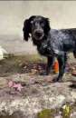 Foto LILLY DOLCISSIMA SETTER VIVE PER STRADA