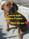 Foto LISA 2 ANNI SIMIL CANE CORSO IN CANILE