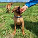 Foto Liz - piccola e dolce cagnolina