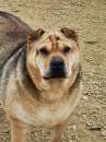 Foto Margot, stupenda mix shar pei in adozione