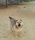 Foto Margot, stupenda mix shar pei in adozione