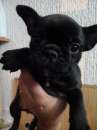 Foto Maschietto bulldog francese colore nero