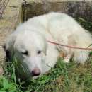 Foto MATISSE, avvilito dal canile. CANE IN ADOZIONE