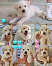 Foto Meravigliosi cuccioli mix golden retriever