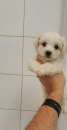 Foto Mini cuccioletto di maltese toy bianco