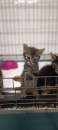 Foto Mini gattini cercano adozione