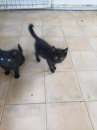 Foto Mini gattini cercano adozione