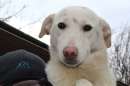 Foto MINNIE, CIRCA 3 ANNI SIMIL LABRADOR, MAI UNA RICHIESTA