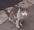 Foto NORA, gattina splendida in cerca di casa