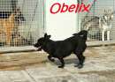 Foto OBELIX  3anni cagnolino per famiglie!