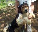 Foto PABLO, splendido mix setter / border collie