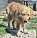 Foto Peloso 2 anni golden retriever