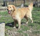 Foto Peloso 2 anni golden retriever