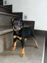 Foto Pinscher nano