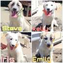 Foto Quattro stupendi cuccioli taglia medio grande in adozione cercano casa