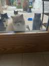 Foto Regalo 3 gattini di razza