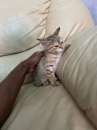 Foto Regalo gattina tigrata di 2 mesi