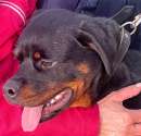 Foto ROTTWEILER CUCCIOLO