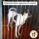 Foto SAM, 4 ANNI, TAGLIA MEDIA PICCOLA, BODEGUERO DOLCISSIMO