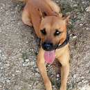 Foto Sasha 2anni mix Pitbull color miele 1occhio azzurro.CASERTA