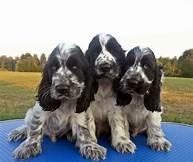 Foto Si accettano prenotazioni Cuccioli Cocker spaniel inglese cioccolato roani /bianchi neri/bianco arancio/tricolore