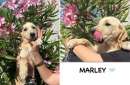 Foto SIMIL LABRADOR 4 MESI MARLEY, ELLIE, LA LORO VITA UNODISSEA